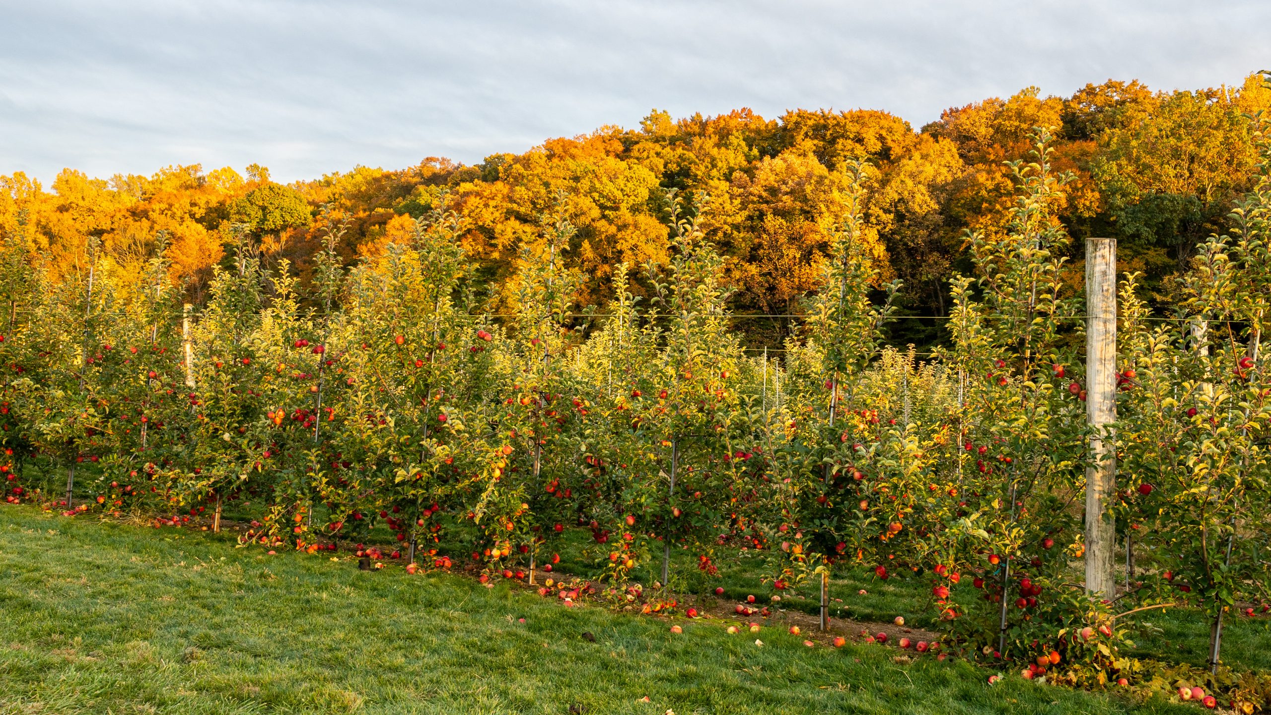 Highland Orchards