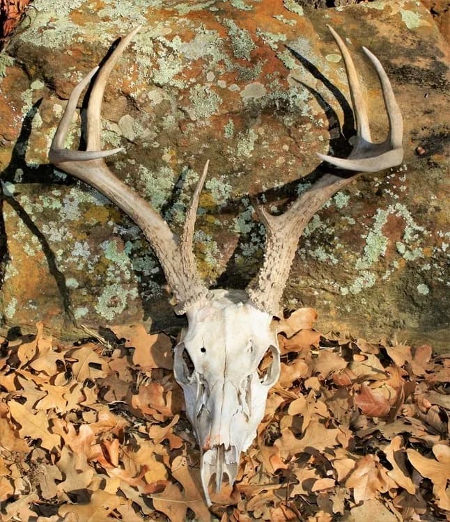 Image published for Skulls, Bones, Horns and Antlers